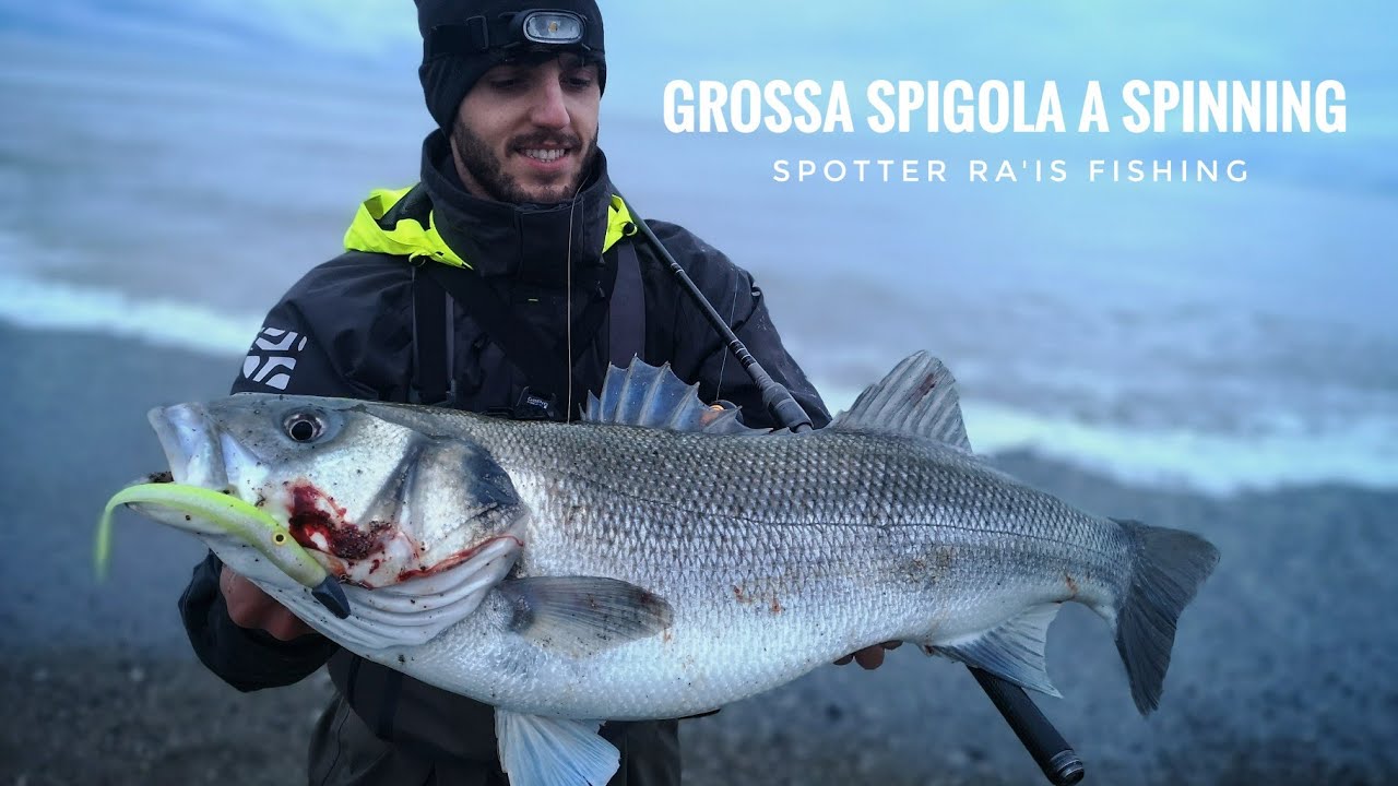 Grossa spigola a spinning: Spotter Ra'is fishing
