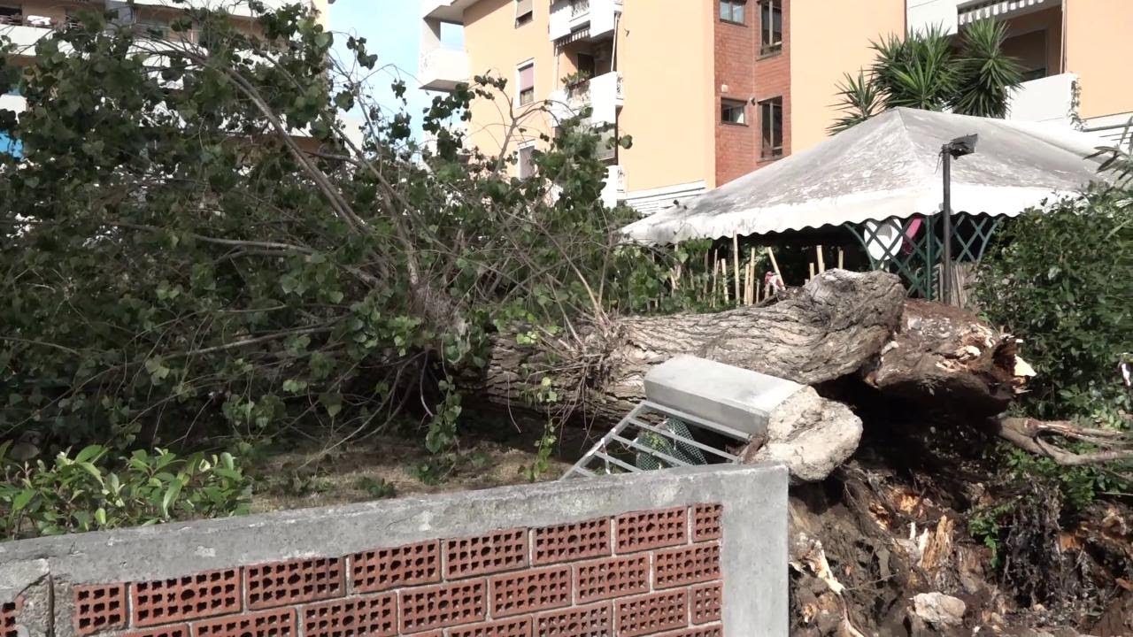 Tromba d'aria a Marina di Carrara, pineta distrutta e tetti scoperchiati