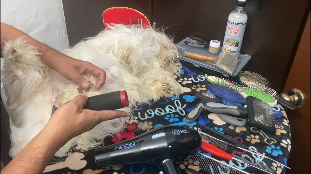 Corte HIGIÉNICO, Limpieza ALMOHADILLAS y Corte de UÑAS a mi SHIH TZU | MIRA COMO LO HAGO.