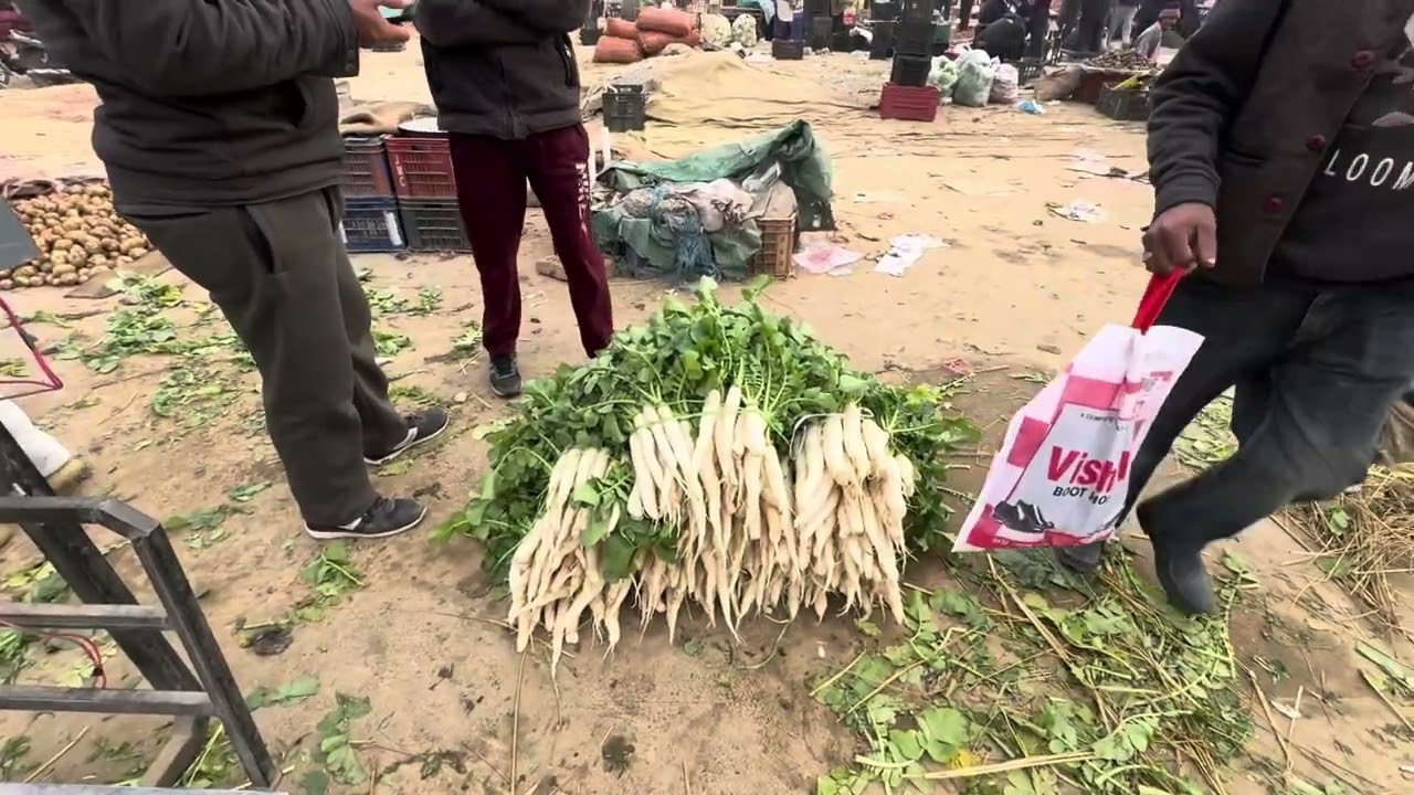 Gye mandi paalak🥬 muli la k  khetibadi 🌾