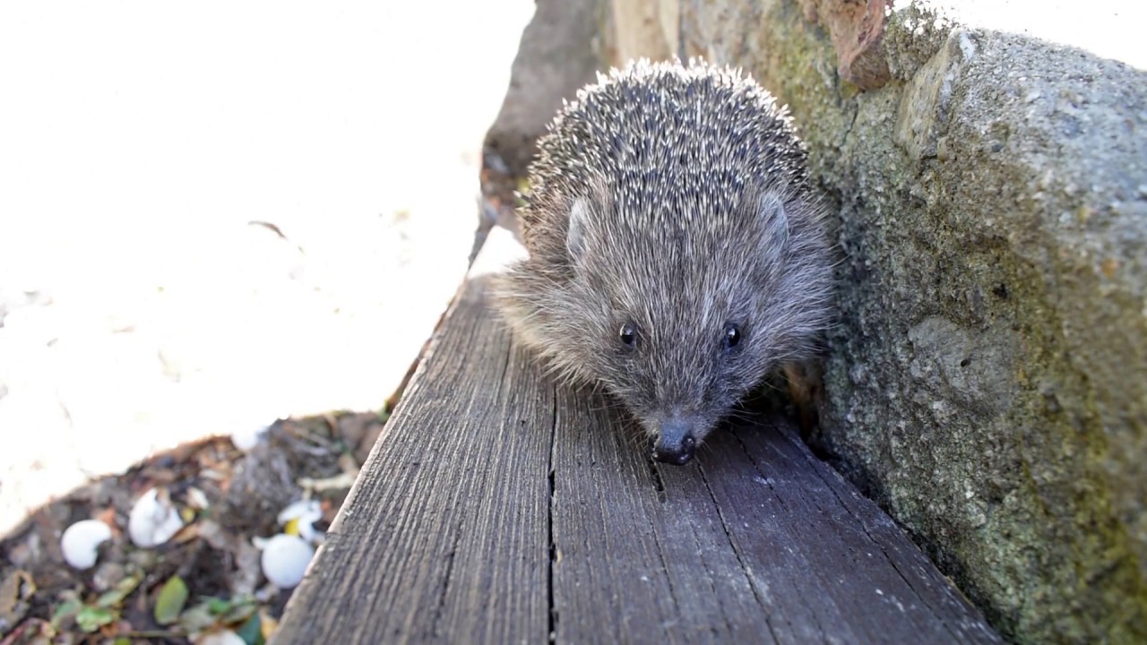 Hedgehog escapes from the sun