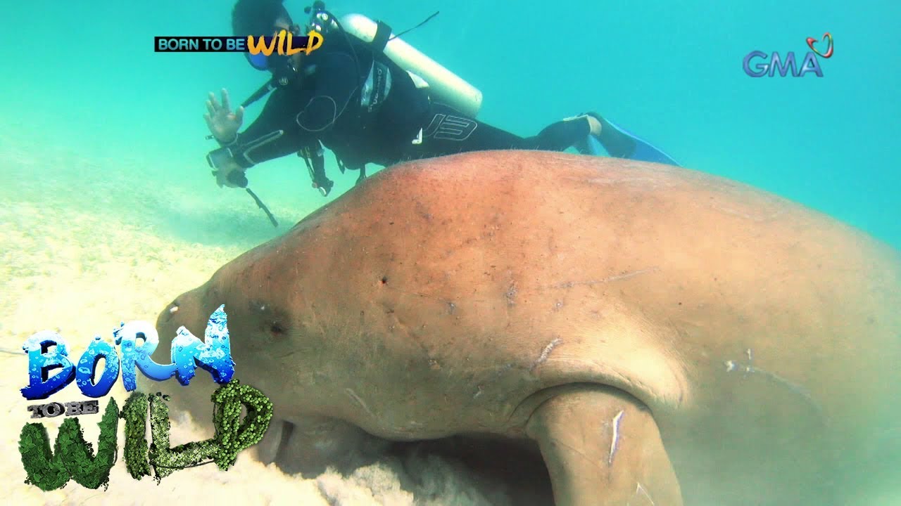 Born to be Wild: 12th Anniversary Series: The Friendly Dugong Part 2