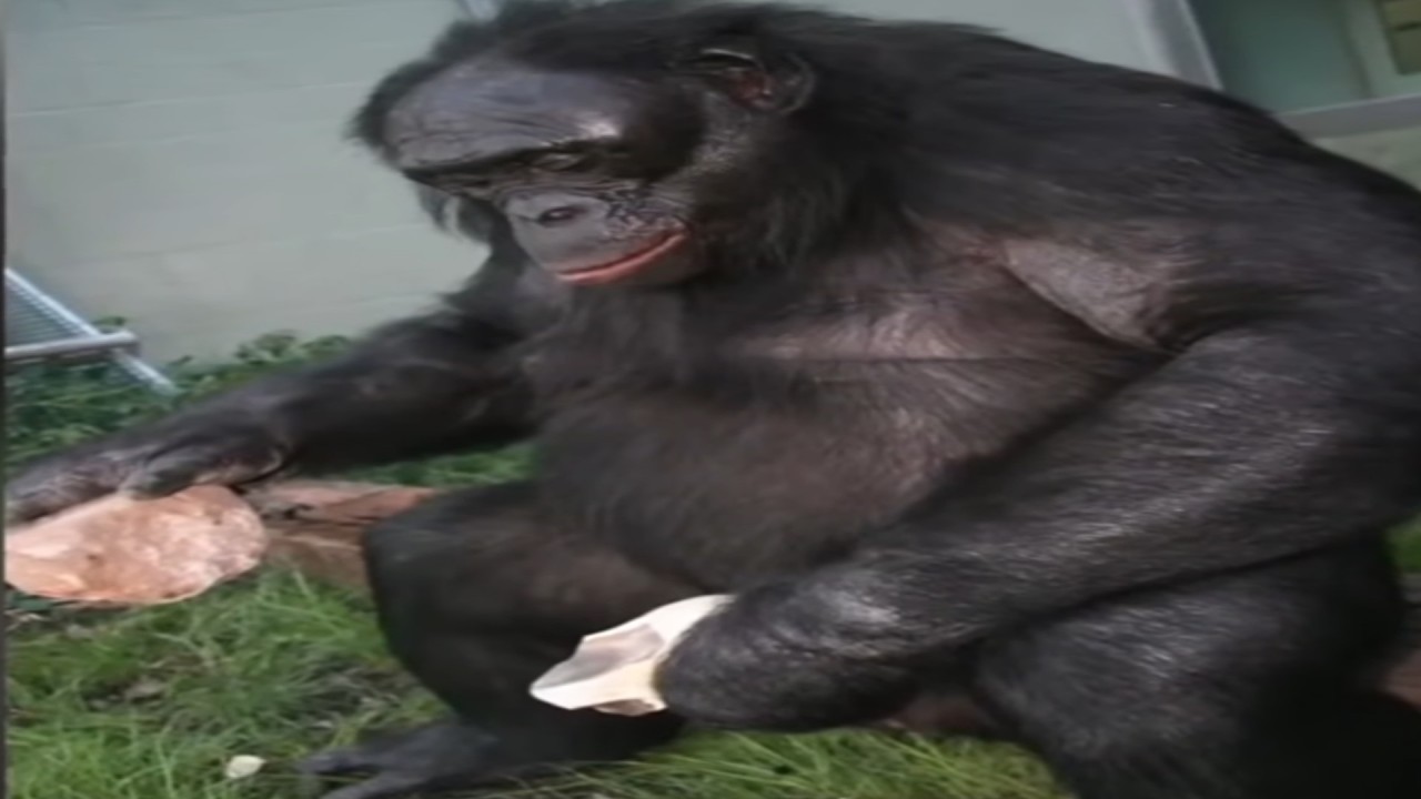 reacția mea onestă la maimuțele care au ajuns în epoca de piatră