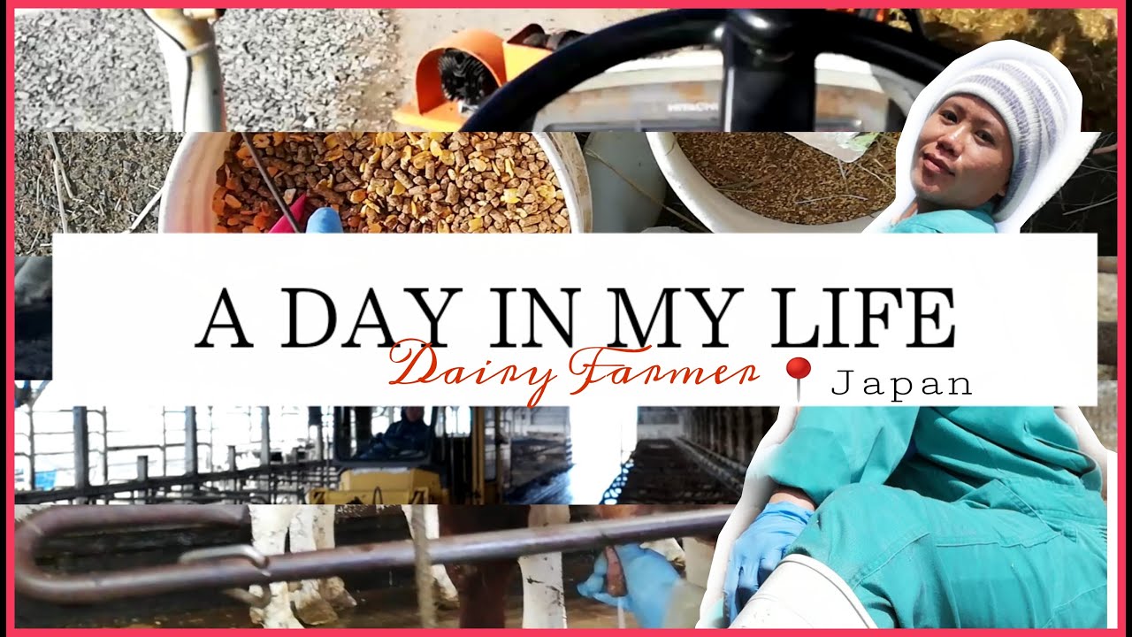 DAILY WORK ROUTINE OF A DAIRY FARMER IN JAPAN // Inday Bote