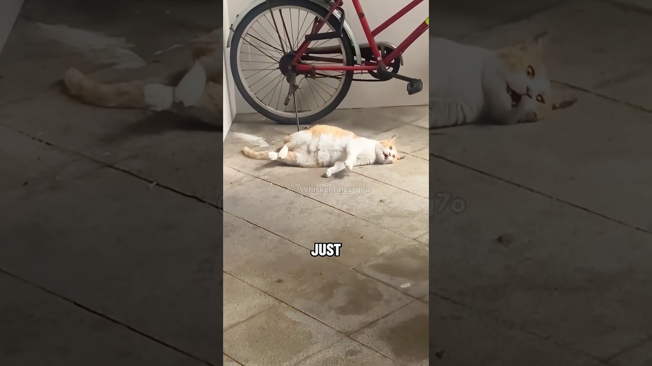 A stray cat mom in labor complications 🙏🙏#shortvideo #cute #cat #kitten #pets