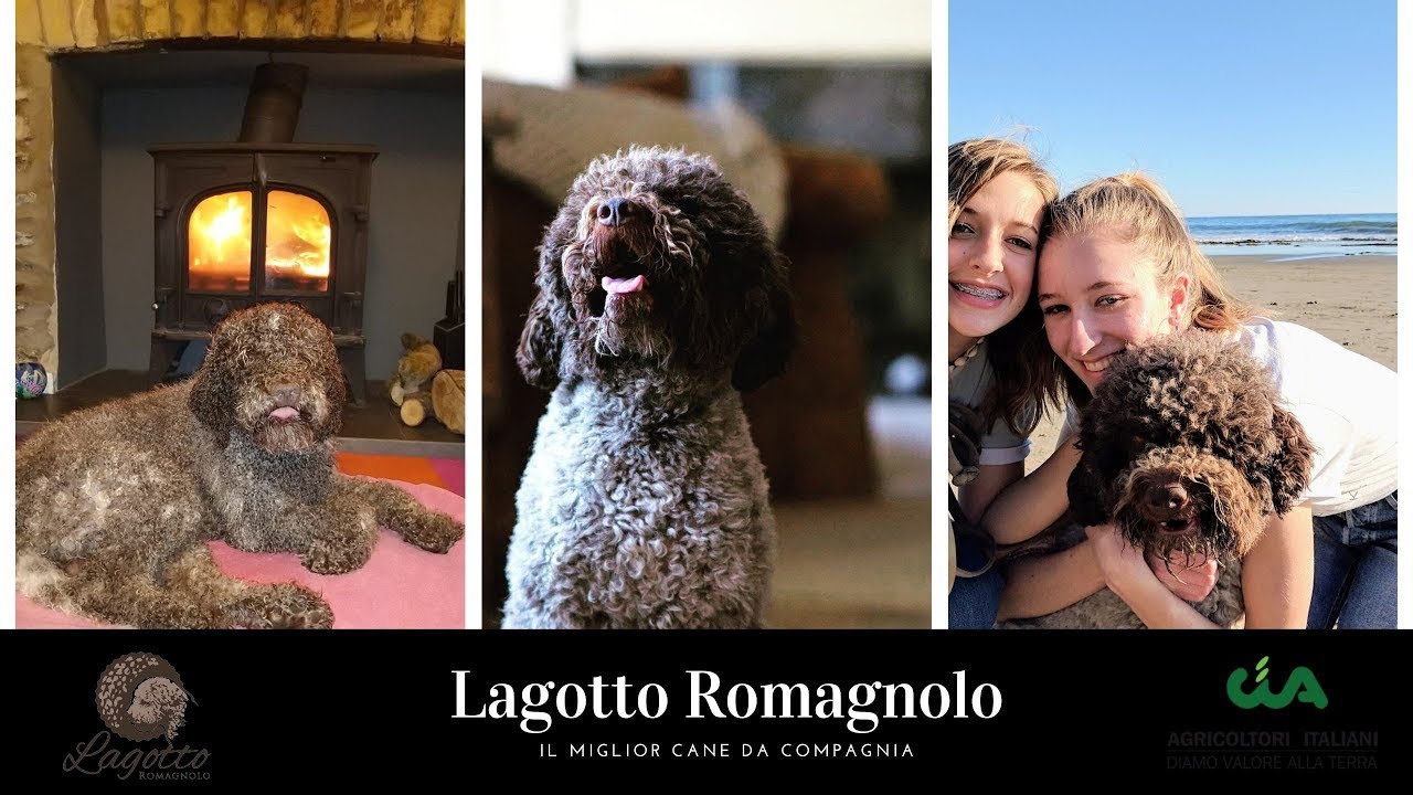 LAGOTTO Romagnolo in FAMIGLIA. Le 10 caratteristiche che ne fanno un super cane di compagnia