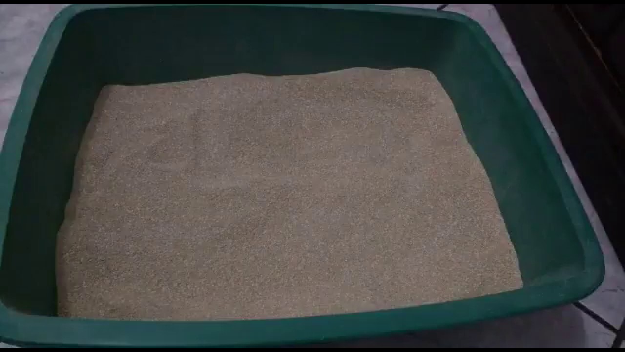 Economizar a areia higiênica do seu gato!