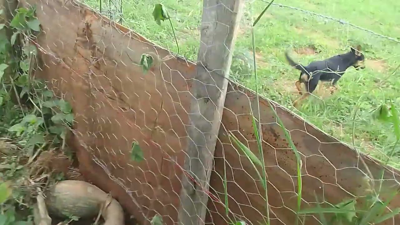 Boa tarde todos seguidores família dona cida gratidão so rosada