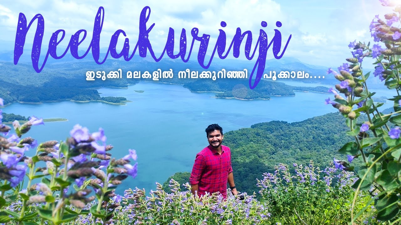Entry Free !! 🔥 ഇടുക്കിയിൽ വീണ്ടും നീലക്കുറിഞ്ഞി വസന്തകാലം  🌺  Neelakurinji at Kalyanathandu, Idukki
