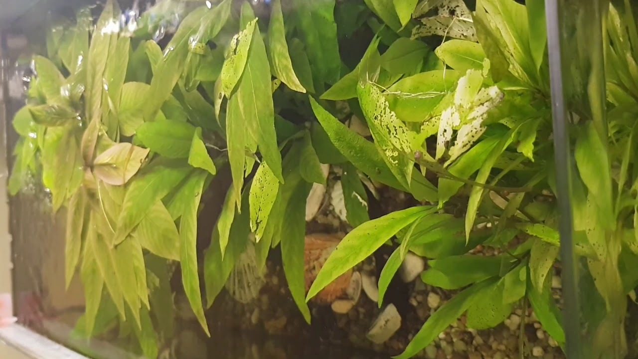 Plaga Zatoczek w zbiorniku kolegi ! Hygrophila Corymbosa Nie Kryptokoryna
