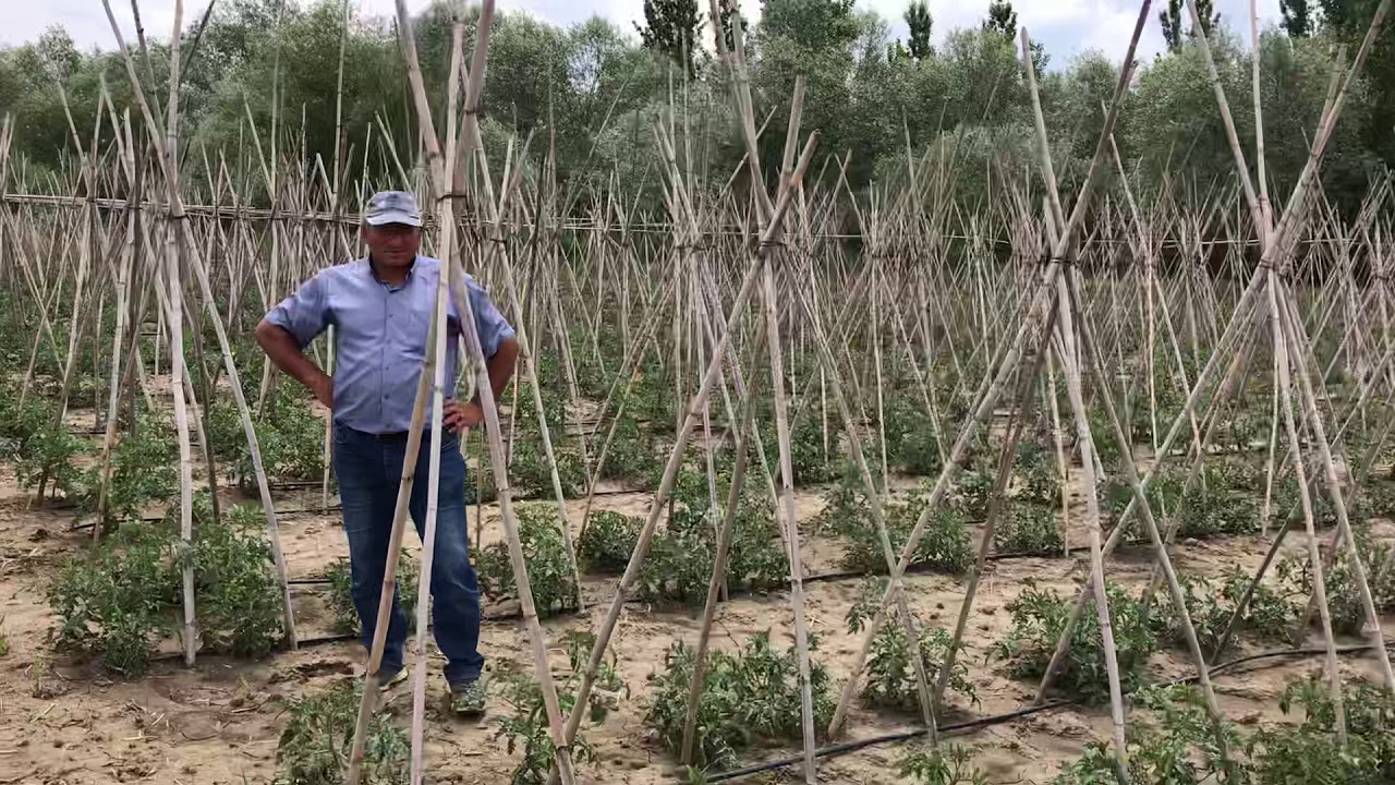 Açık Tarla Sırık Domates Güzelliğe Bakarmısınız!!