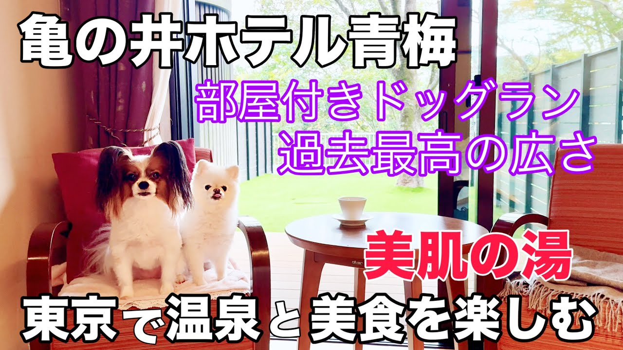【亀の井ホテル 青梅】今年新設された ドッグフレンドリールーム宿泊　#犬旅 ＃東京温泉