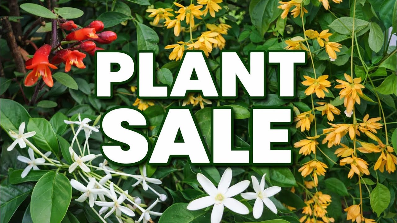 මගේ 14 වැනි plant sale එක බලන්න එන්න ❤️whatsapp- 0769684355