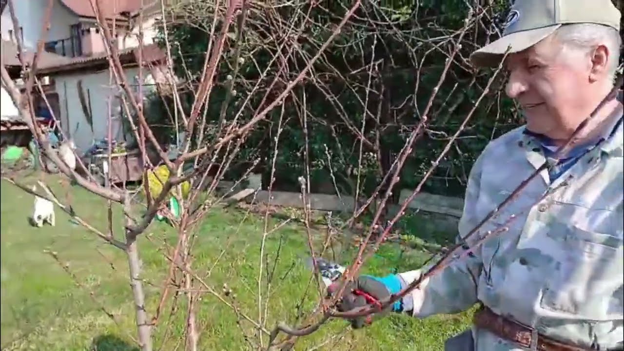 Tăierea la 2-3 muguri la pomi recent plantați. Ce am făcut la 2 piersici