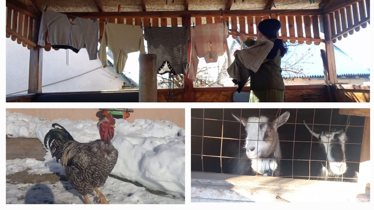 ❄️A Cozy Frosty Day on the Farm 🐐🐓☃️🐕🐈‍⬛🐈