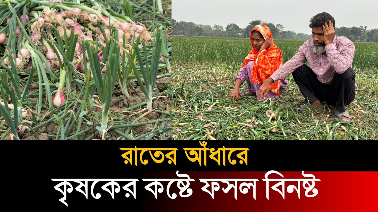 রাতের আঁধারে কৃষকের কষ্টের ফসল বিনষ্ট করল দুর্বৃত্তরা  | Today Bangla 24