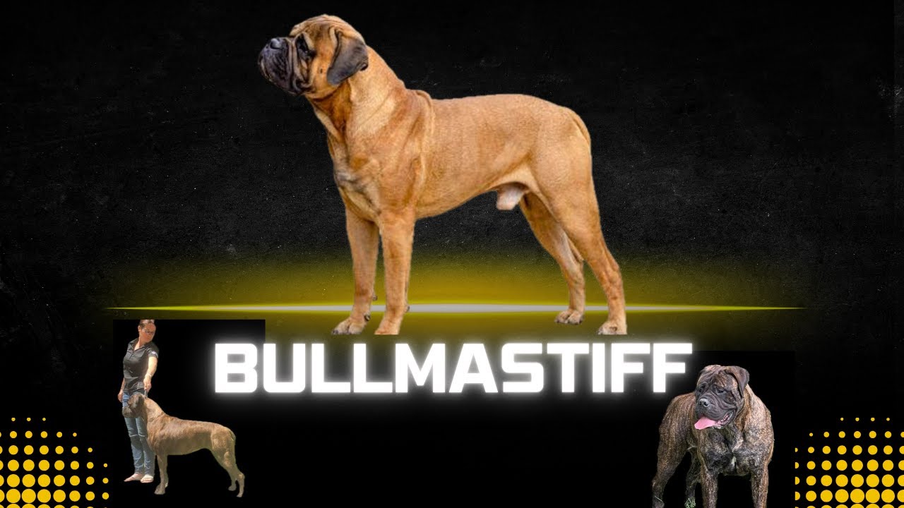 Bullmastiffs - Amy Herbert from Boulder Ridge Kennels