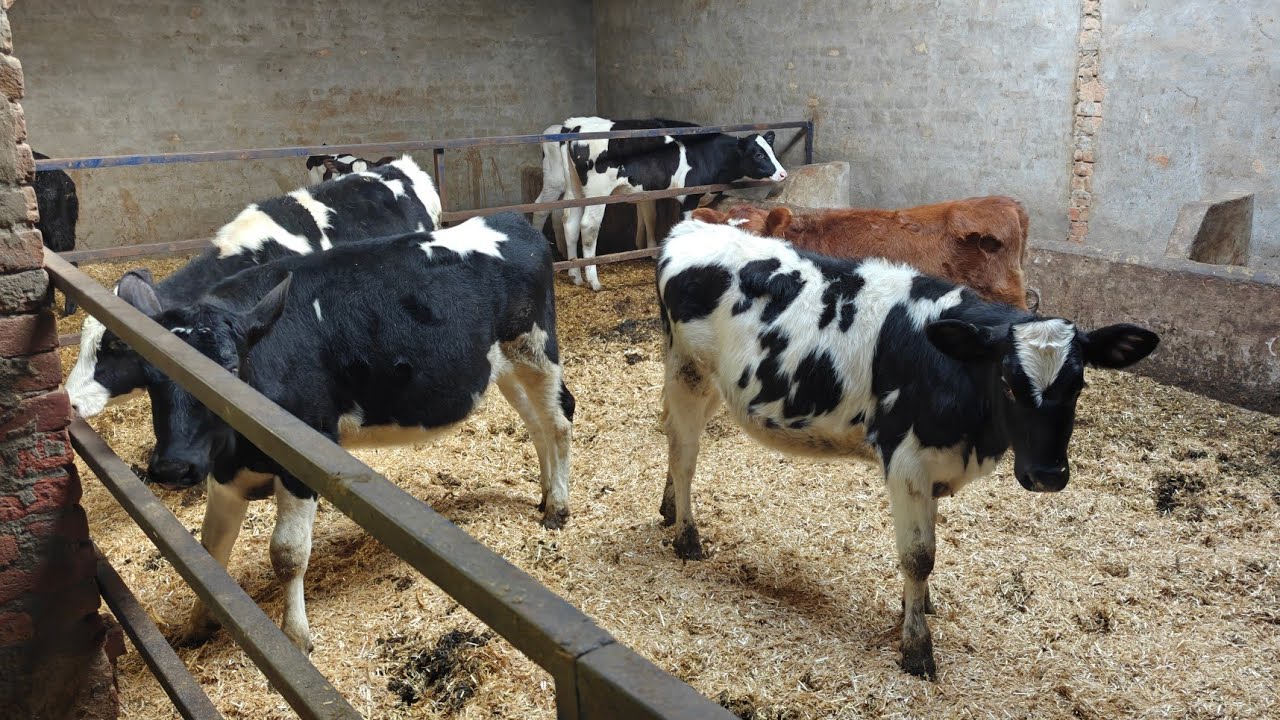5 Heifers for sale, 5 ਵੱਛੀਆਂ ਵਿਕਾਊ 