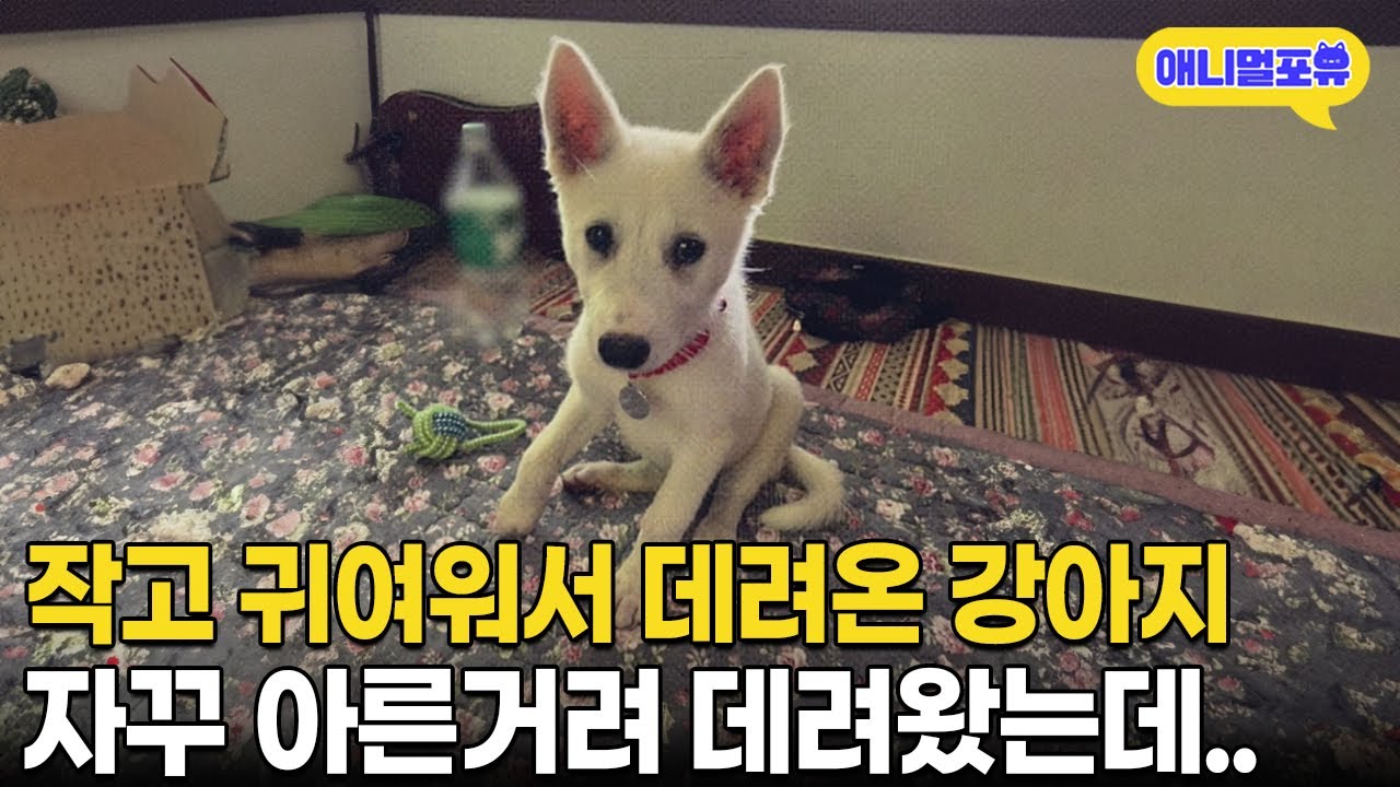 작고 귀여워서 데려온 강아지가.. 알고보니 우주 다녀온 러시아 사냥개? I KBS 동물극장 단짝 230415 방송