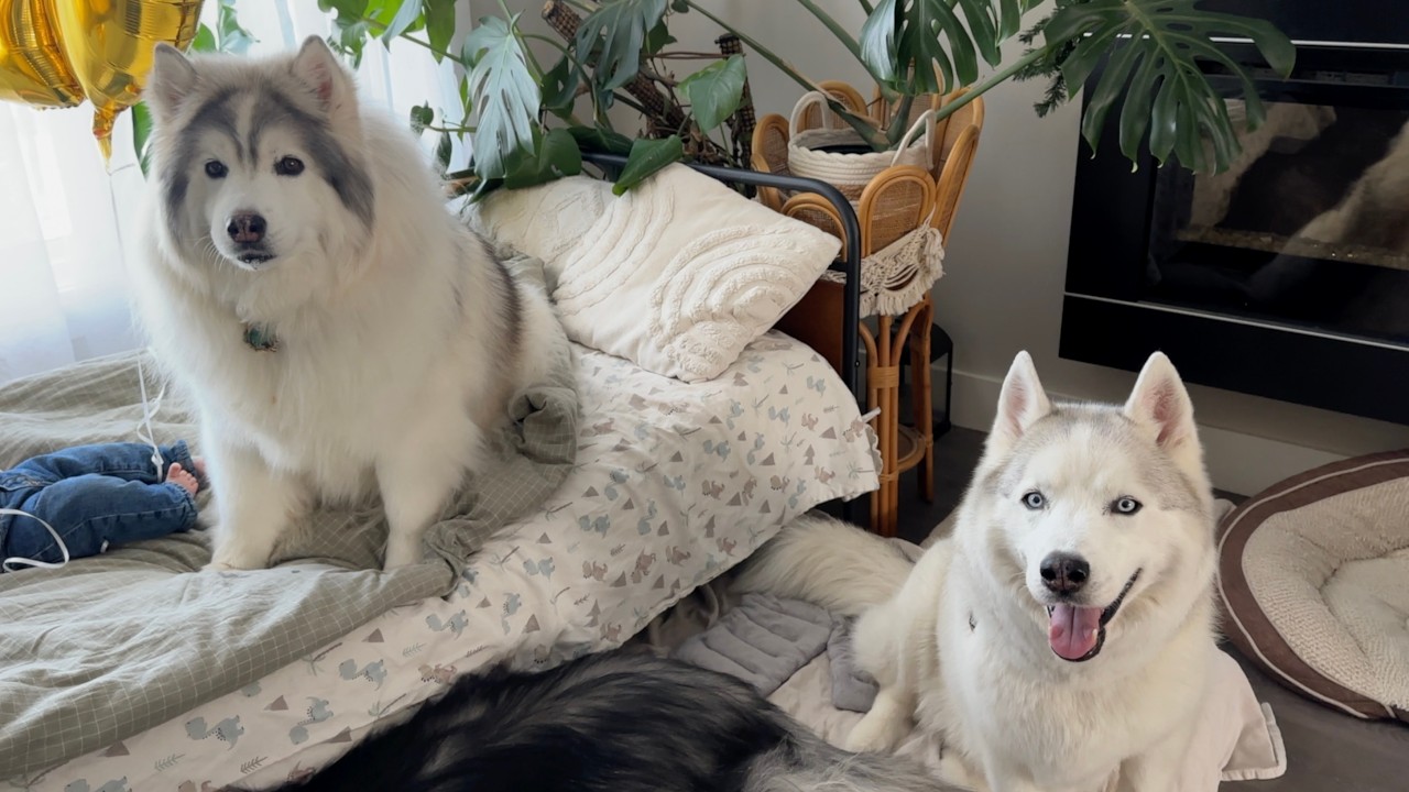 Huskies Chloe and Louie's 10th birthday