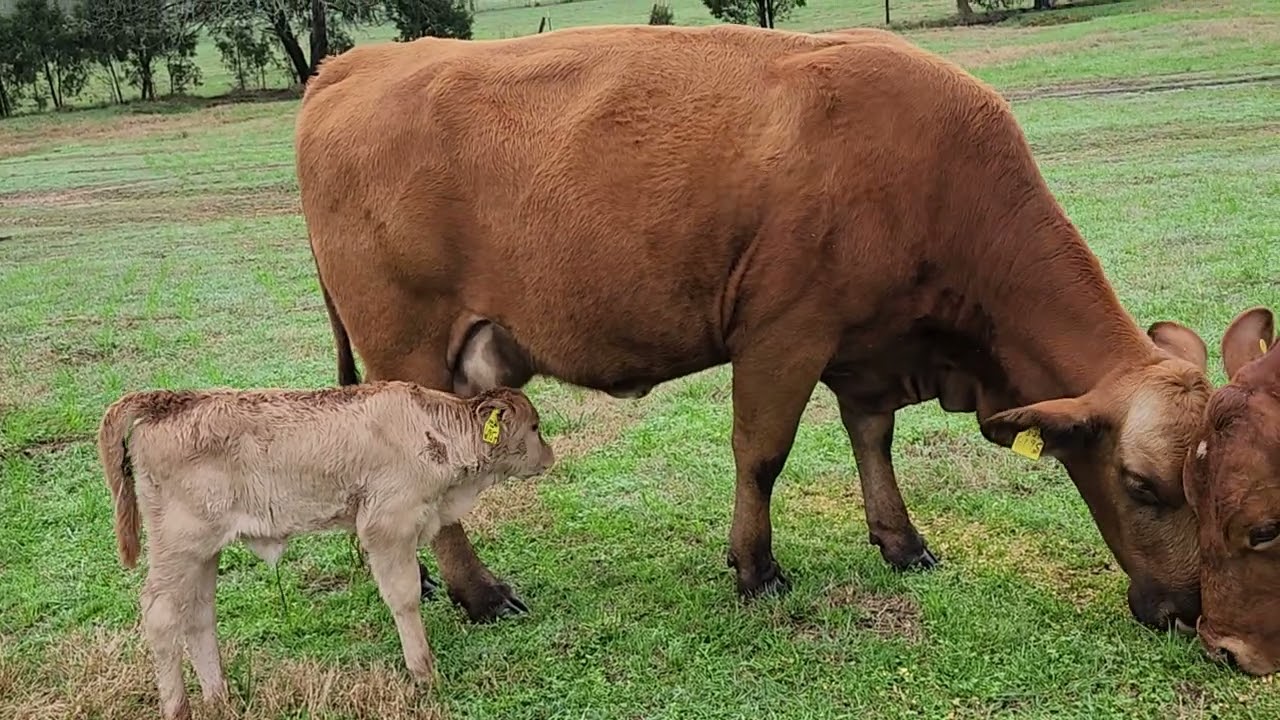 Message from the cow pasture 3826
