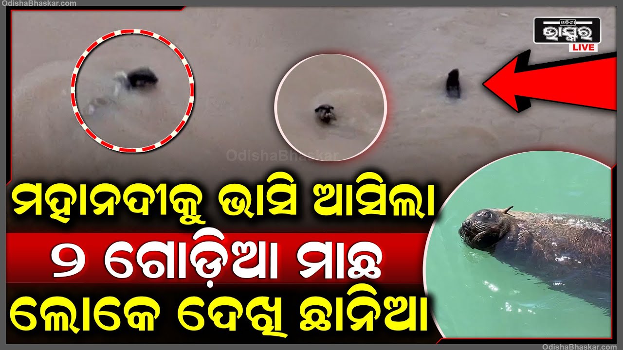 ହୀରାକୁଦରୁ ମହାଦୀକୁ ଭାସି ଆସିଲା ବିରଳ ୨ ଗୋଡ଼ିଆ ମାଛ, ଏମିତି ମାଛ ଦେଖି ଲୋକେ ପୁରା ଛାନିଆ