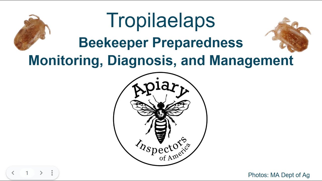 Tropilaelaps Mite Monitoring, Diagnosis, and Management with Jenna Crowder and James Fulton