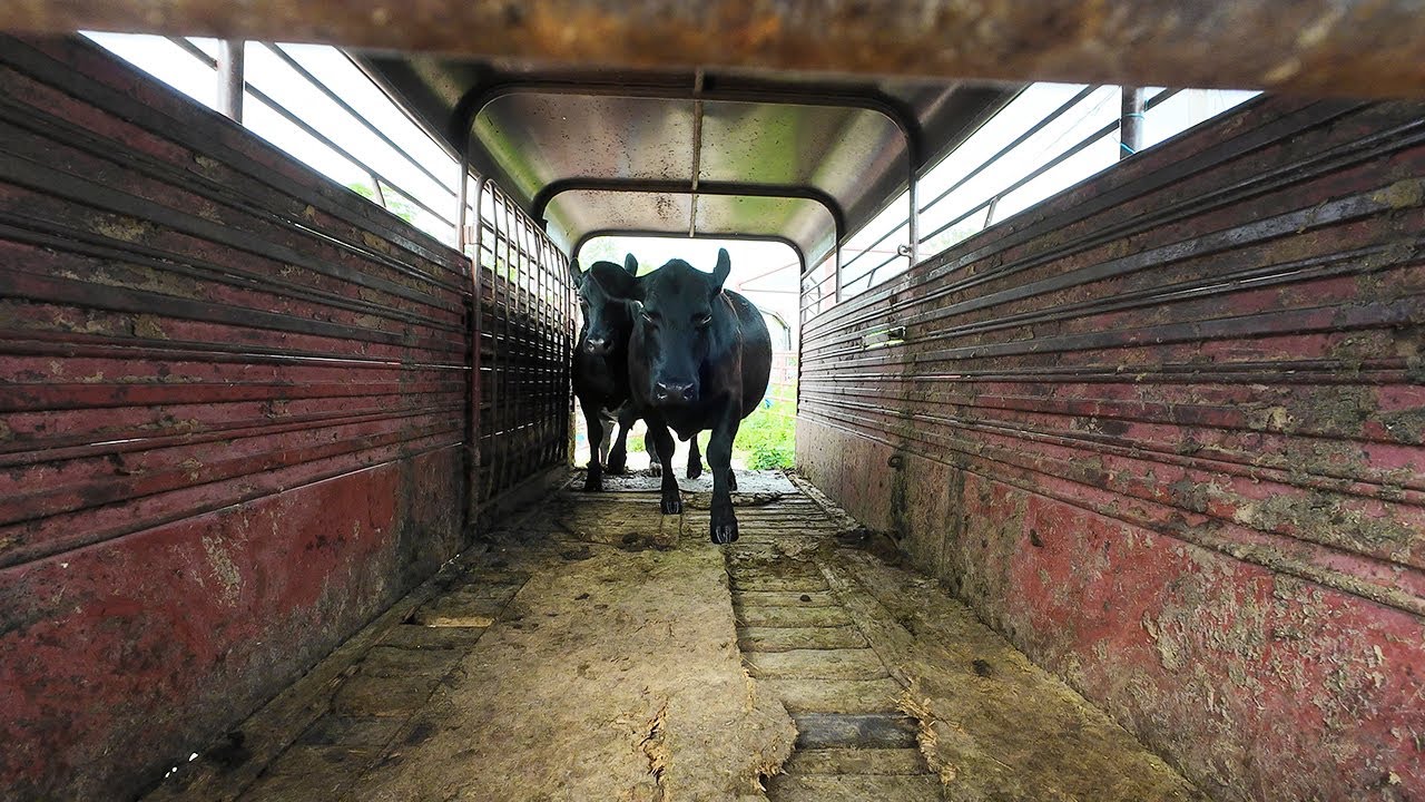 Selling Culls and Buying Replacements!