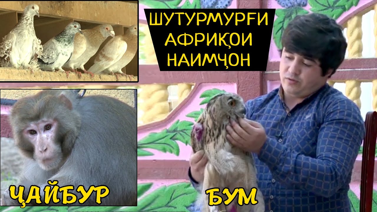 Шутурмург ва Маймуни Наимчони Саидали