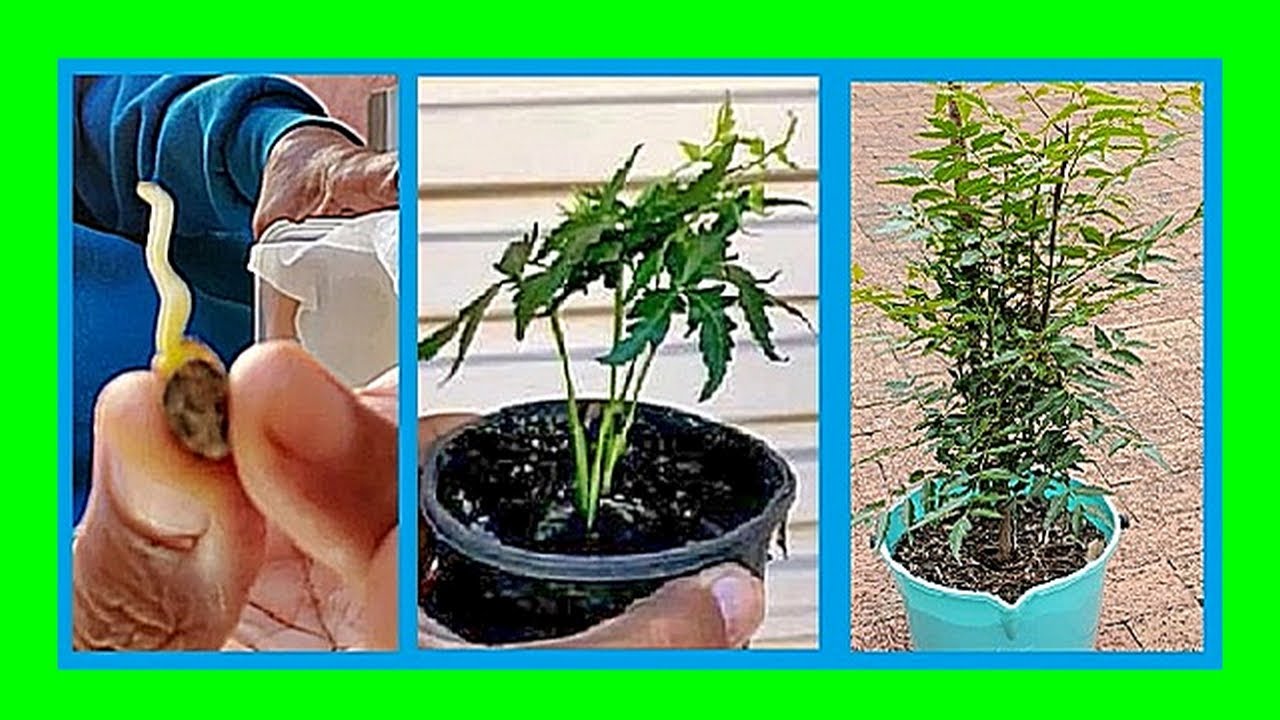 How to Grow Neem Tree from Seeds | Easiest Seed & Planting Germinationn Trick