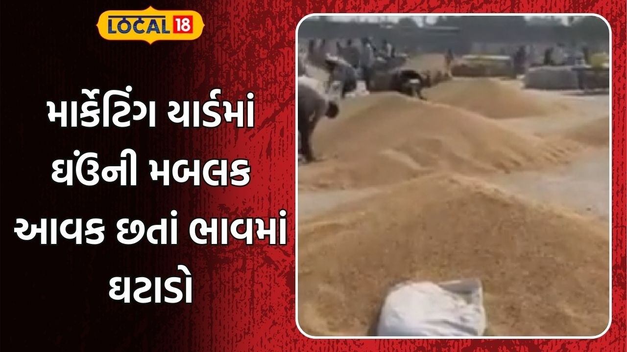Rajkot Market Yard | માર્કેટિંગ યાર્ડમાં ઘઉંની મબલક આવક છતાં ભાવમાં ઘટાડો | Gujarat | Gujarati News