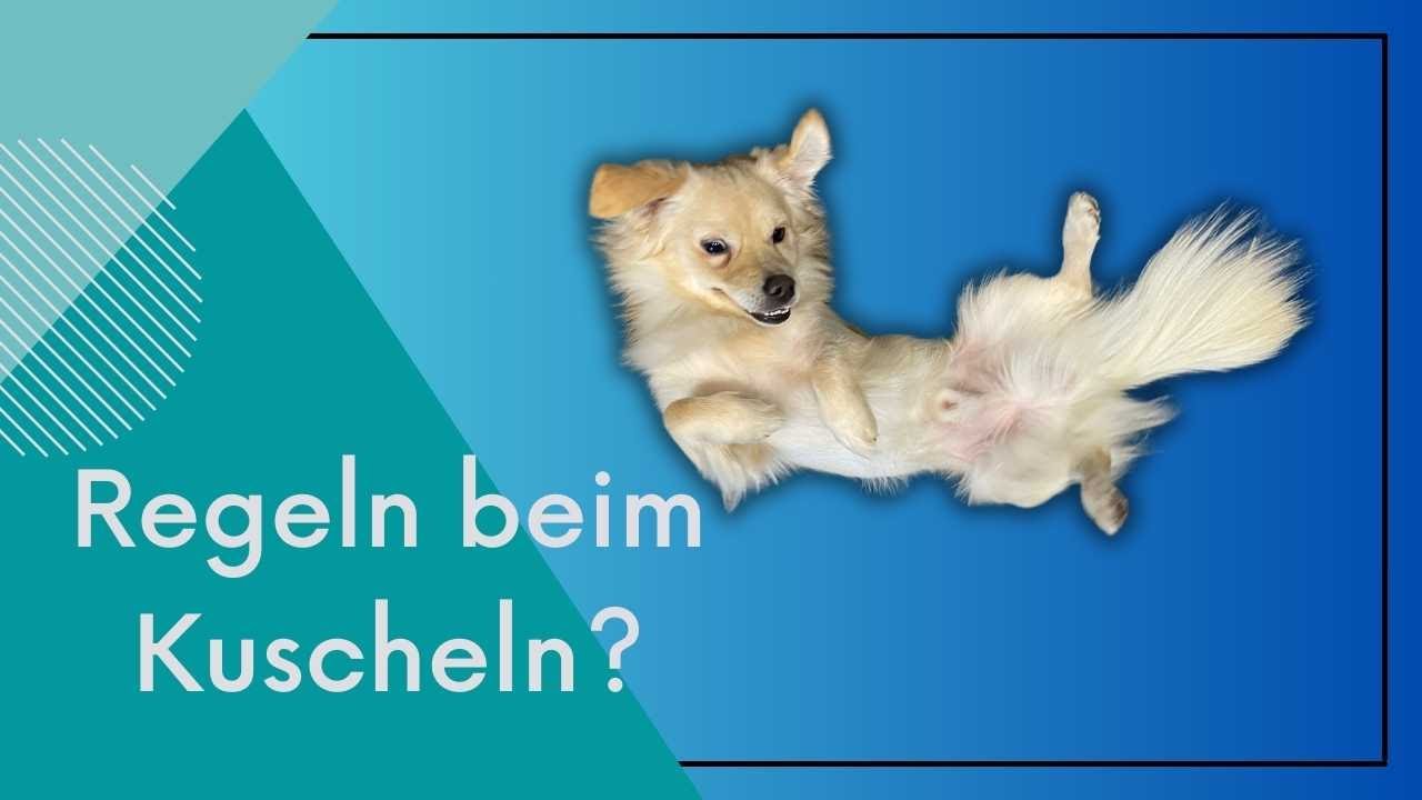 Alles reine Liebe? Kuscheln, Streicheln & Bauchkraulen: Dein Hund sagt dir mehr als du denkst!