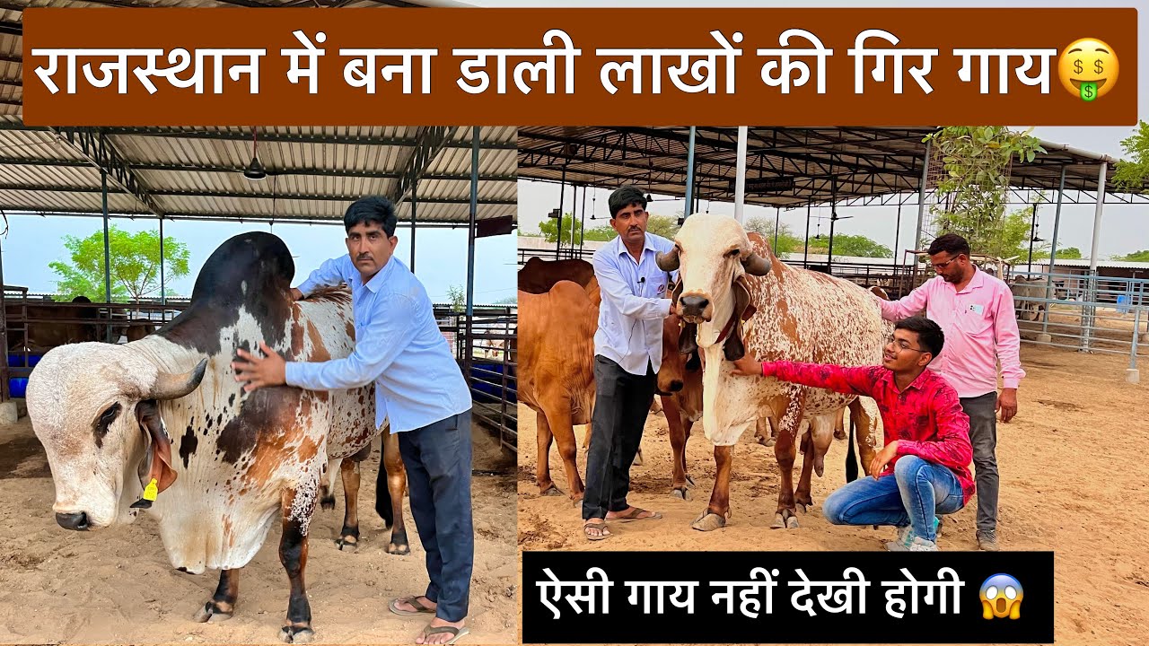 राजस्थान में बना डाली गिर गाय की अद्भुत नस्लें | shree raghunath gir breeding farm Rajasthan