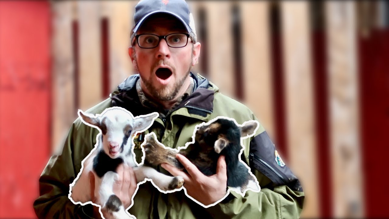 You WON't Believe IT! Finding Out the GENDER of the BABY GOATS