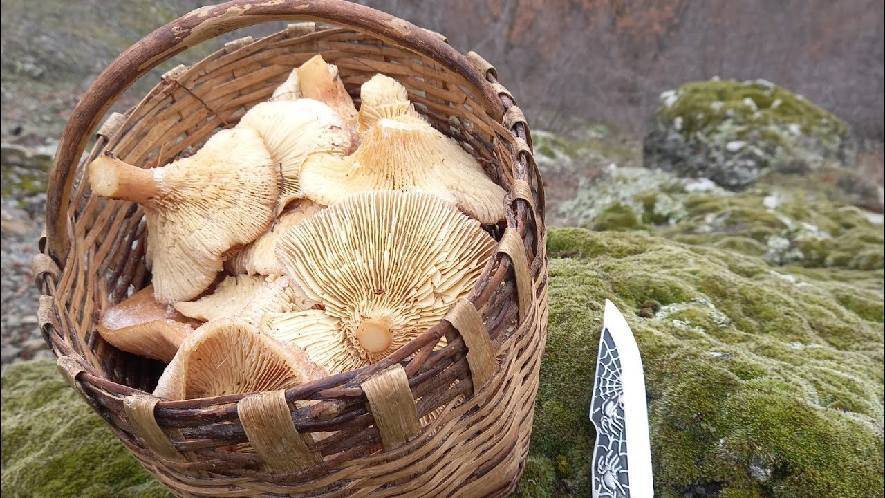 Donmuş Pleurotus eryngii (Diken,kulacık mantarı)4K. Bonus olarak ebişke .frozen mushroom #kingoyster
