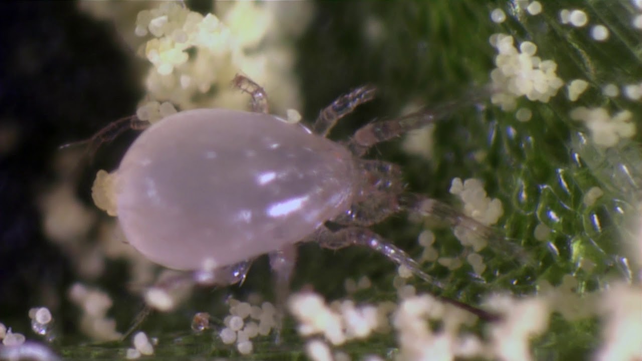 Biobest Group Corporate movie