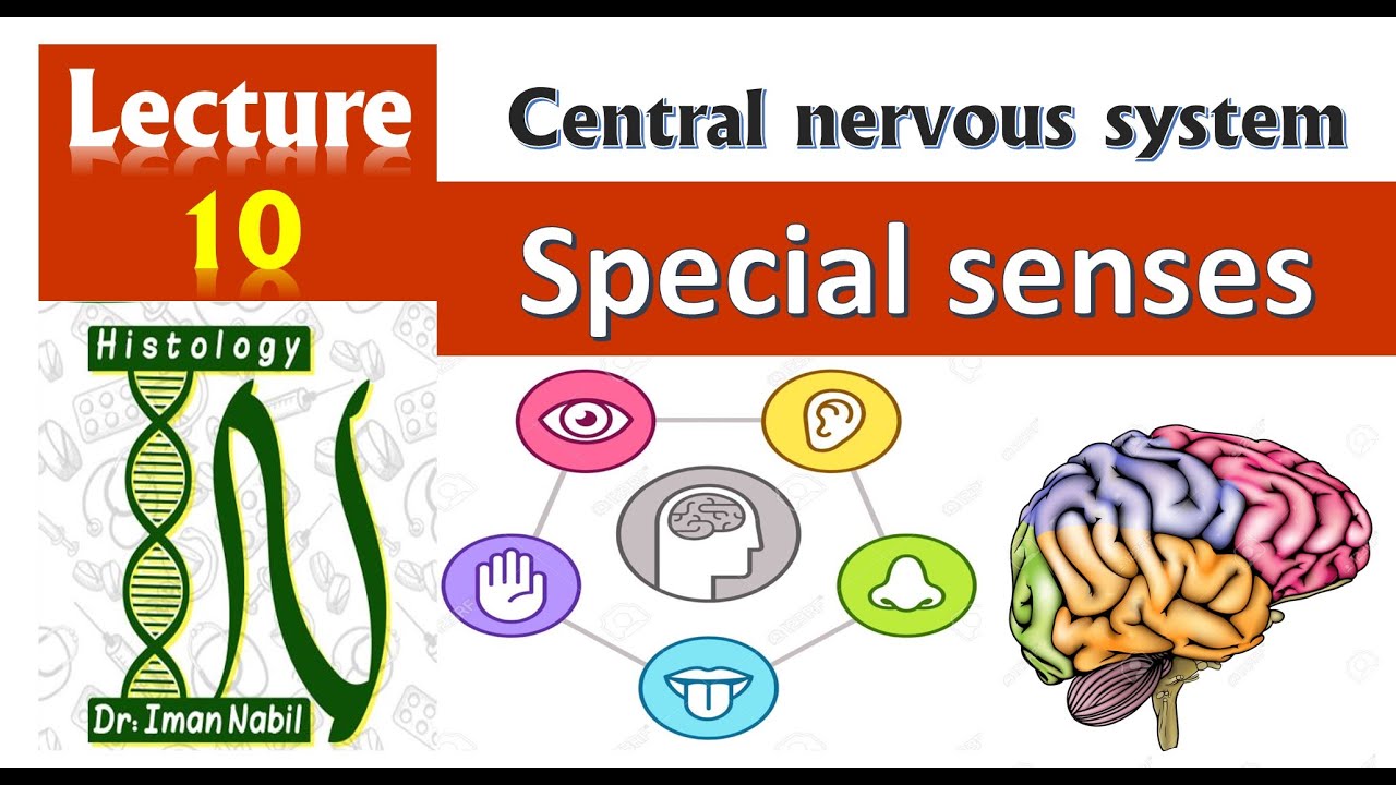 Special senses:Taste and smell and COVID 19-Histology-CNS module