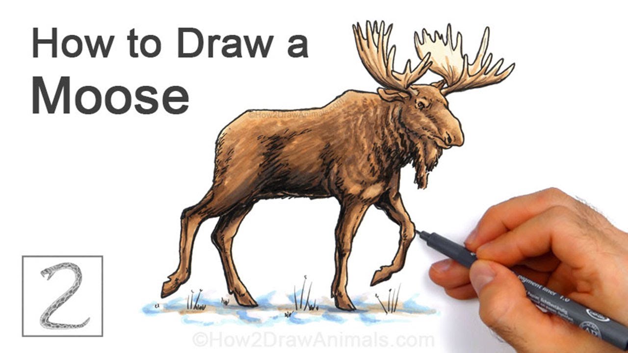 How to Draw a Moose for Winter