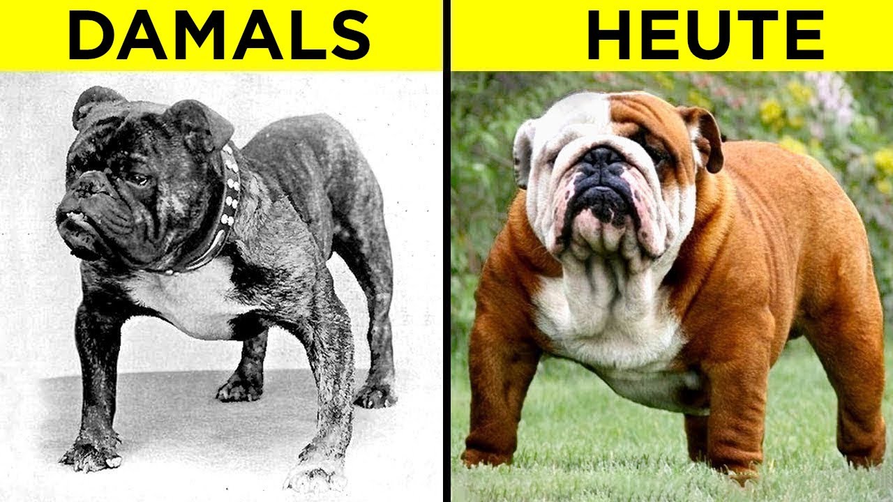 Wie 100 Jahre Züchtung Diese Beliebten Hunderassen Veränderten