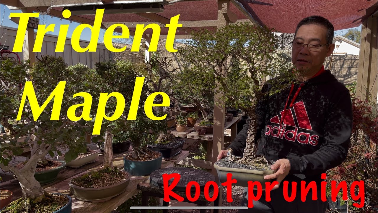 Bonsai / Trident Maple / Root Pruning / Repotting / Feb 2021
