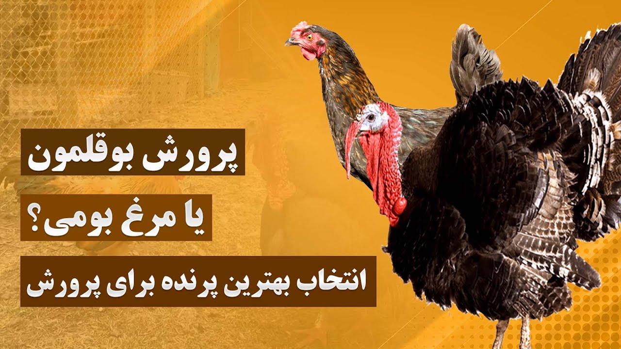 پرورش بوقلمون یا مرغ بومی | انتخاب بهترین پرنده برای پرورش