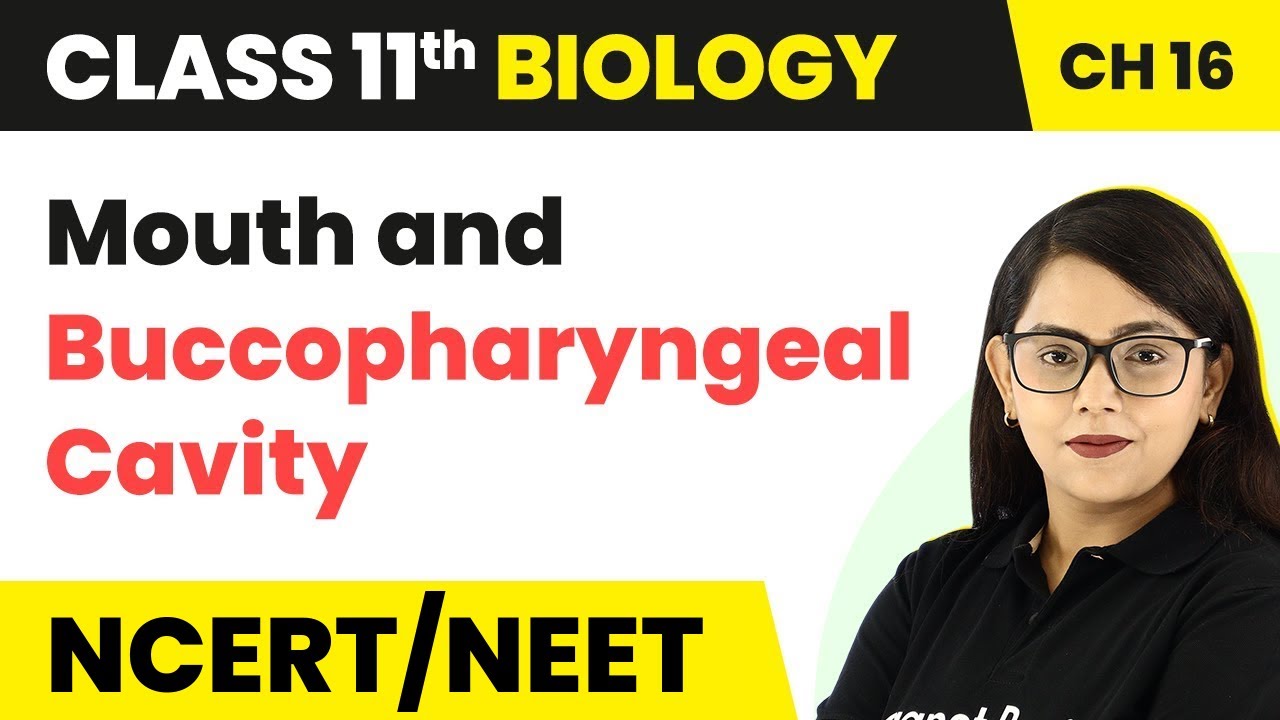 Mouth and Buccopharyngeal Cavity - Digestion and Absorption | Class 11 Biology
