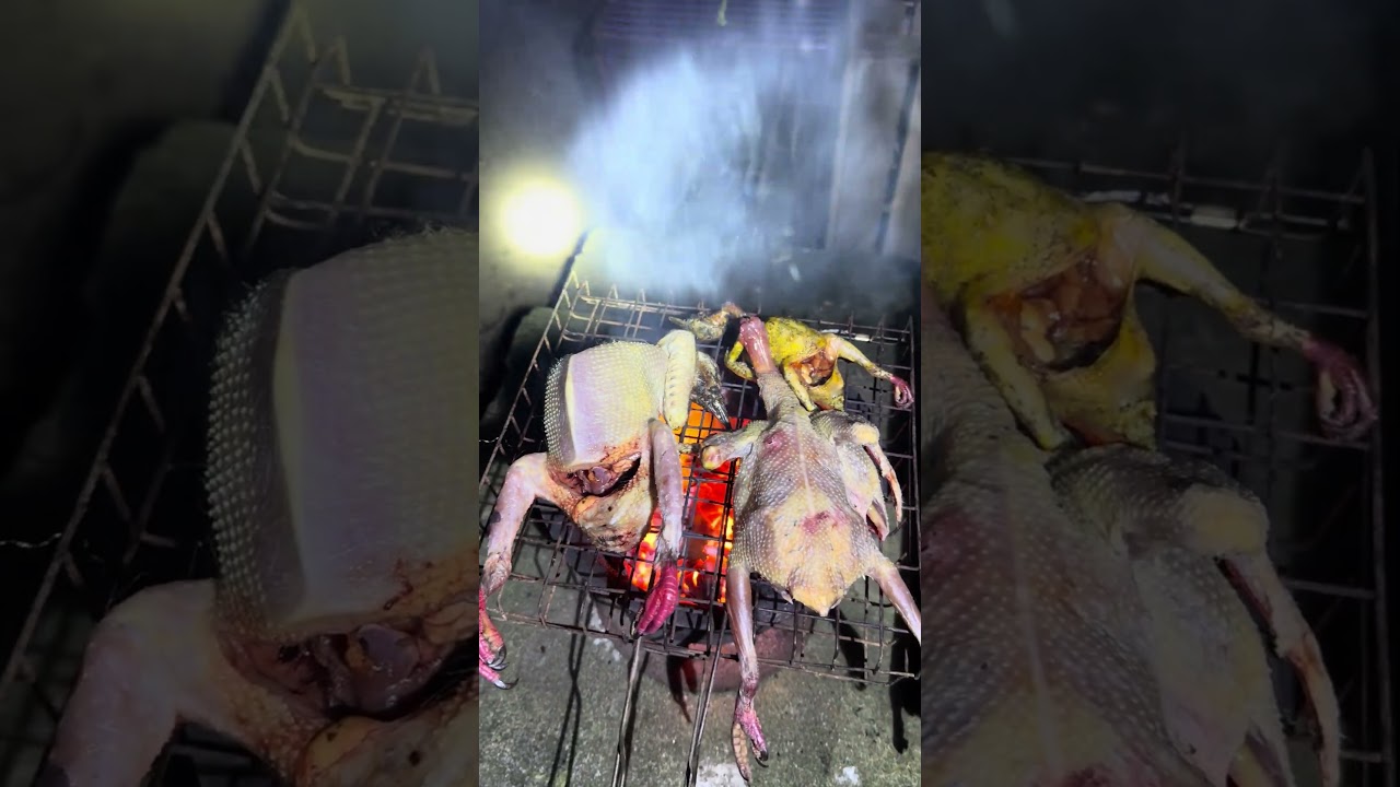 BURUNG BAKAR ‼️Pergam jumbo