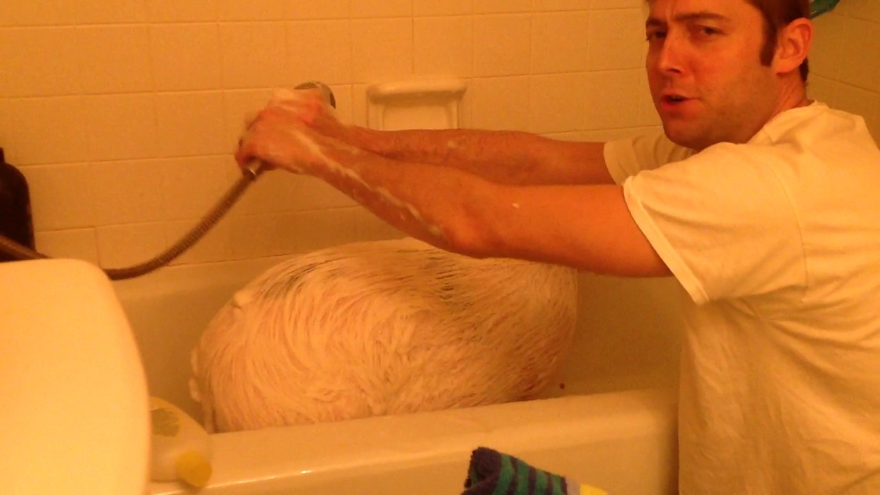 Pot belly pig bath time