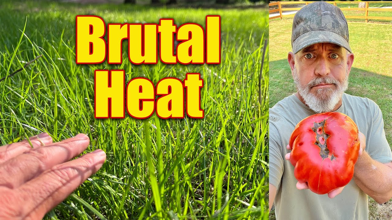Brutal Summer Heat Lawn Care and Farm Stuff