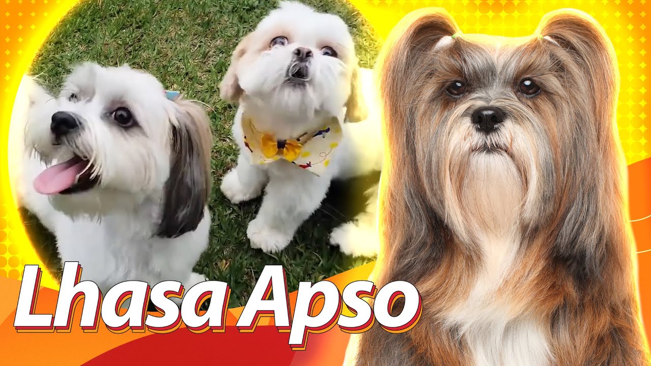 Lhasa Apso - O cão do Tibet | Guia de Raças Baw Waw