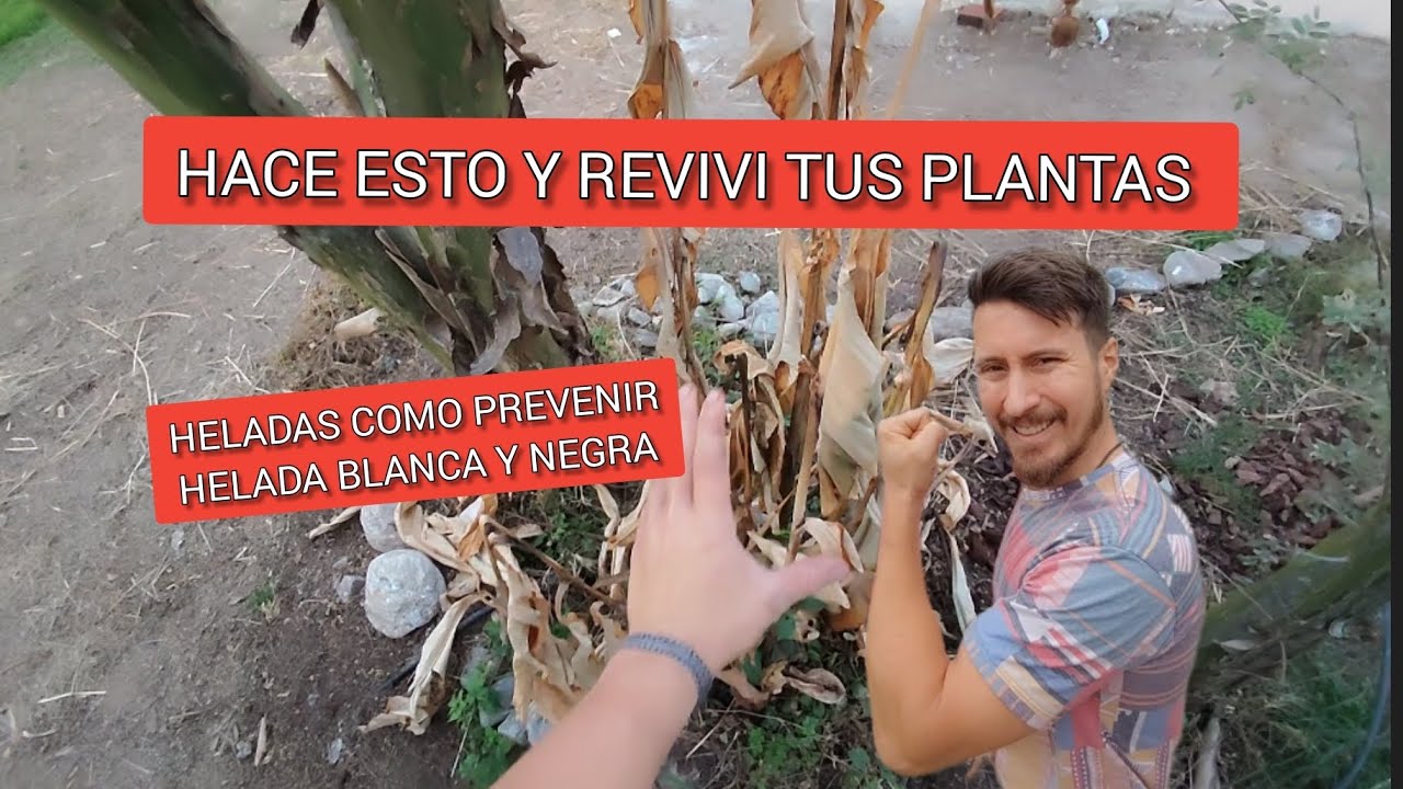 c&oacute;mo revivir tus plantaa y cuidarlas despu&eacute;s de una helada | plantas helada negra blanca