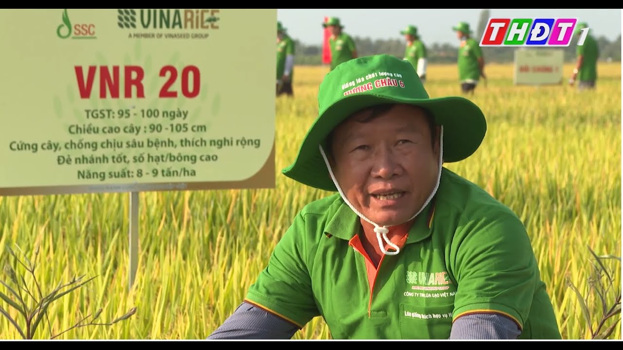 Giống lúa thuần #VNR20 tại Đồng Tháp || VINARICE đồng hành cùng nông nghiệp Việt || THĐT