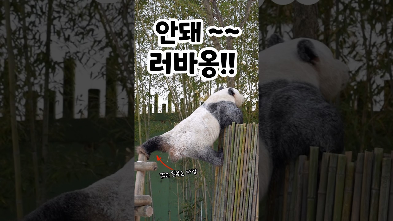 사랑이 만난 뒤로 주체 못하는 러바오ㅋ ㅋ 자기 만의 방법으로 이겨내는 중!!ㅋㅋㅋ 쾅쾅쾅 소리는 러바오 못 올라가게 하려고 주키퍼님이 문 두드리는 소리ㅋㅋ (2026.01.23)