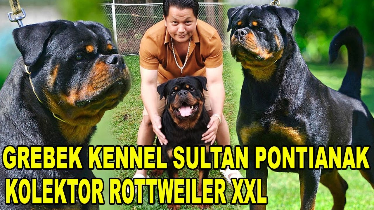 SULTAN KOLEKTOR ROTTWEILER XXL DI PONTIANAK